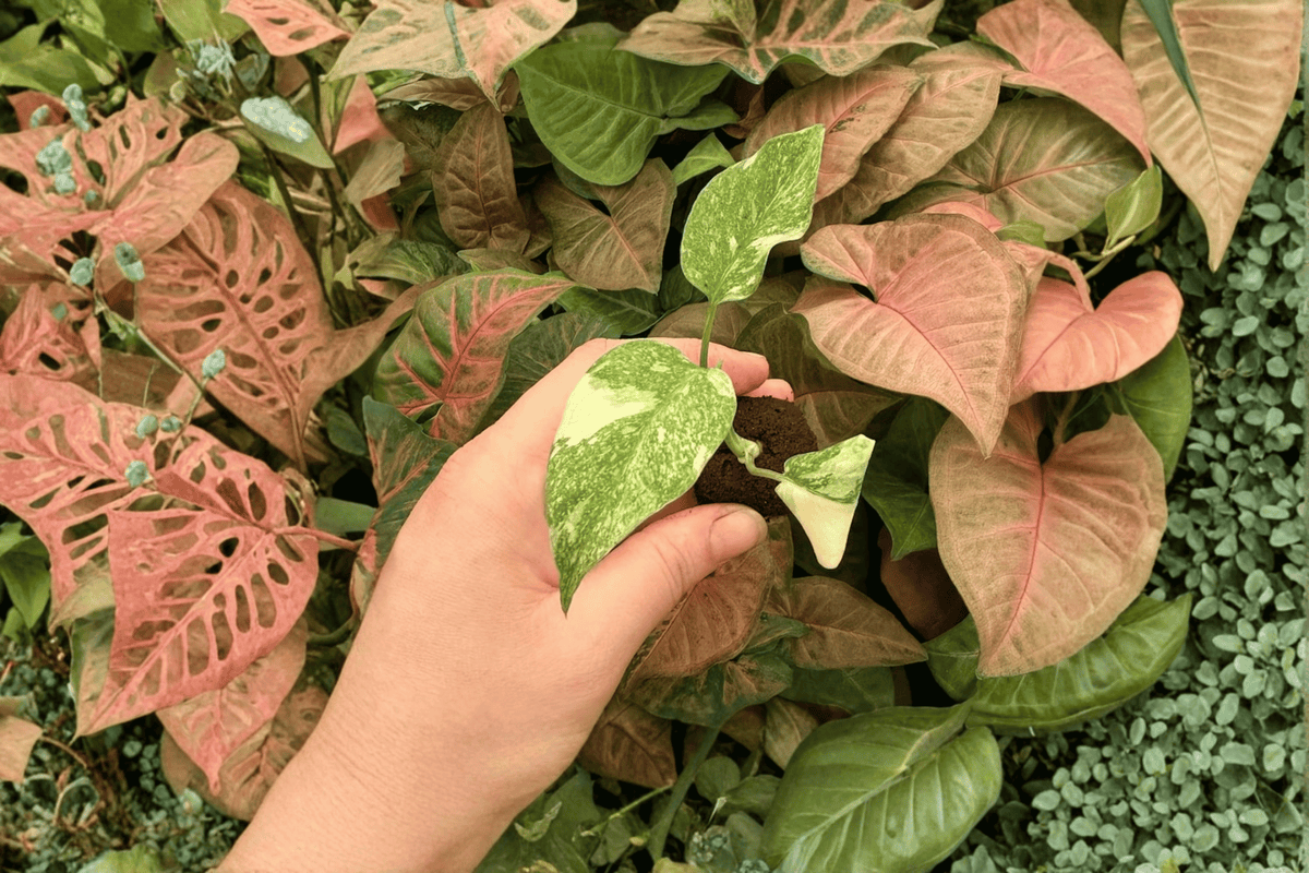 Monstera Legacy Starter Plants – 2 Exact Live Starter Plants