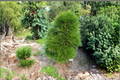 Japanese Umbrella Pine Cynthia Waxman - Sciadopitys verticillata 2 Gallon Live Plant