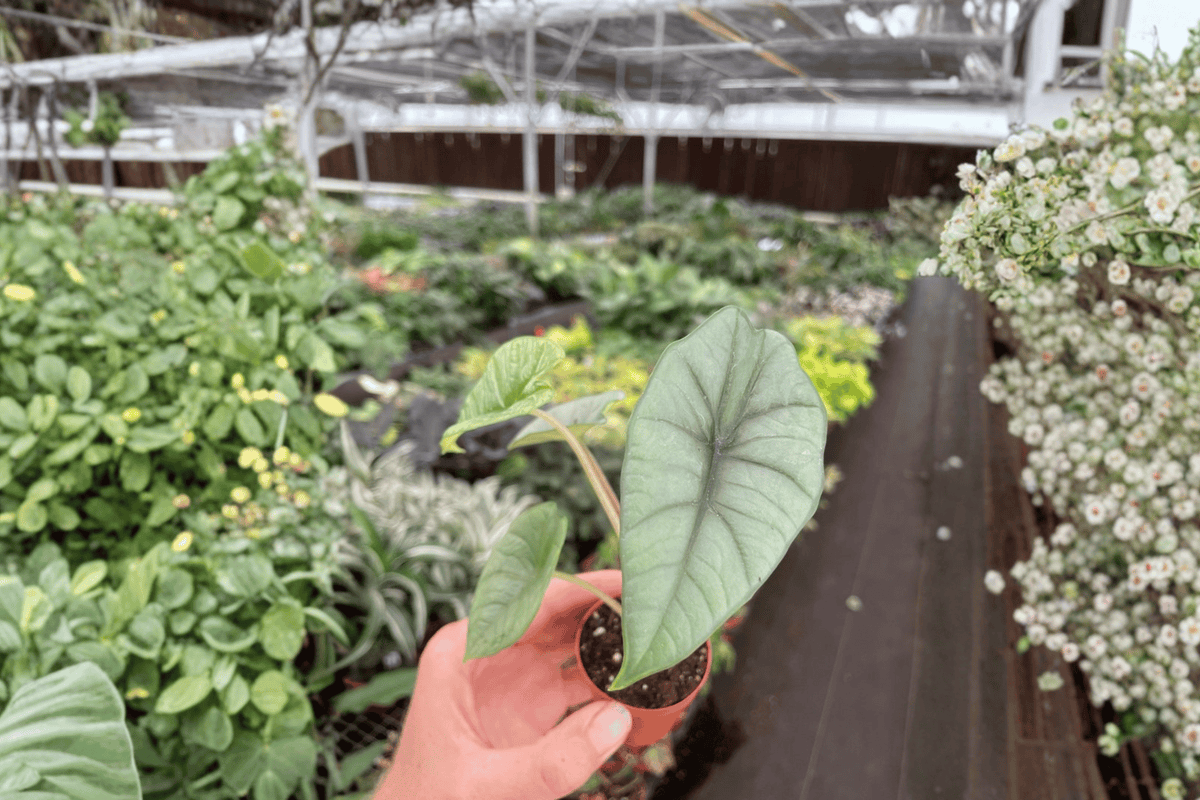 Alocasia Bisma ‘Platinum’ Live Starter Plants – 2-Pack, 2-Inch Pots