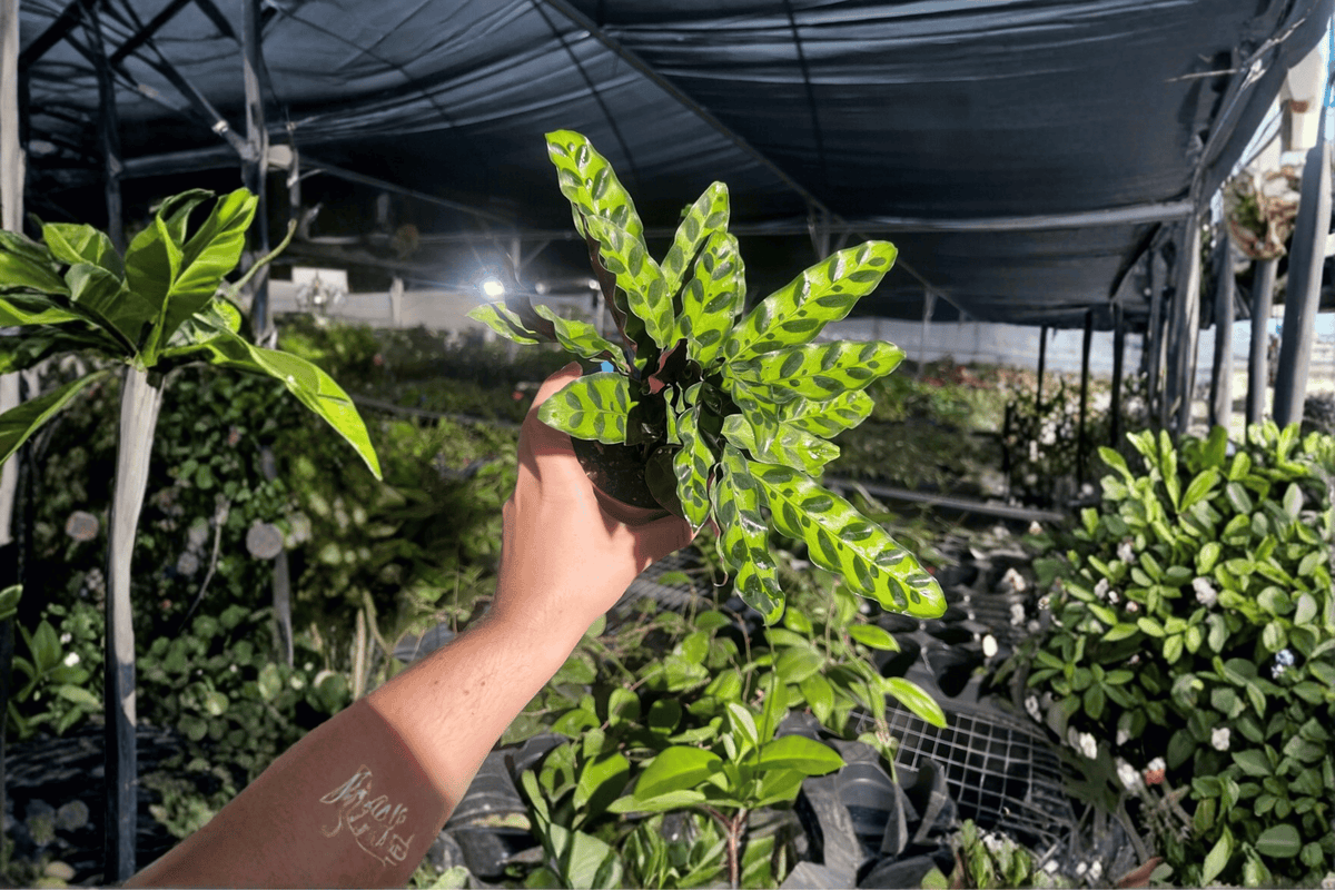 Calathea lancifolia 'Rattlesnake' Live Plants — 2 in 4-inch Pots (Nursery Pot)