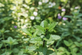 Organic Peppermint Live Plant Mentha × piperita - 5–9 Inches, Rooted Starter, Shipped Without Pot