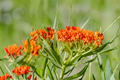 Mexican Milkweed Live Plants - 3 Rooted Starters in 1 Qt Pots (Asclepias curassavica)