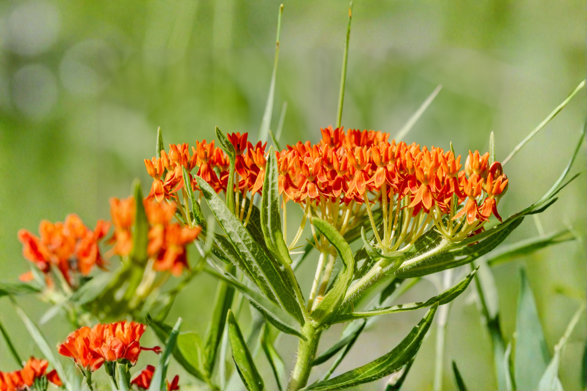 Mexican Milkweed Live Plants - 3 Rooted Starters in 1 Qt Pots (Asclepias curassavica)