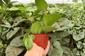 Hoya Parasitica Splash - Hoya verticillata Live Plants (2) in 4-Inch Pots
