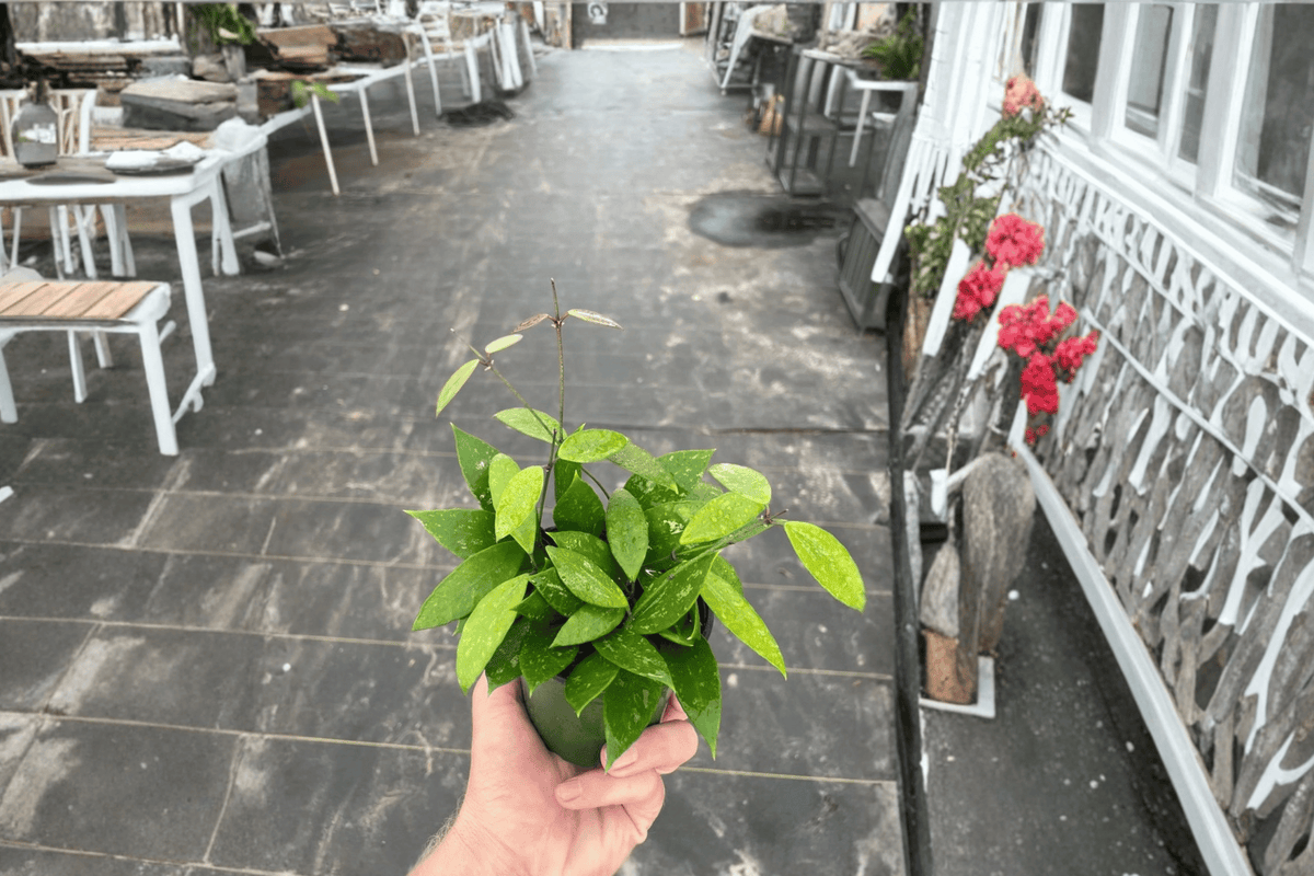 Hoya gracilis - 2 Live Plants in 4-inch Pots
