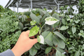 Variegated Alocasia Frydek (Alocasia micholitziana ‘Frydek’) - 2 Live Starter Plants, Plug Form