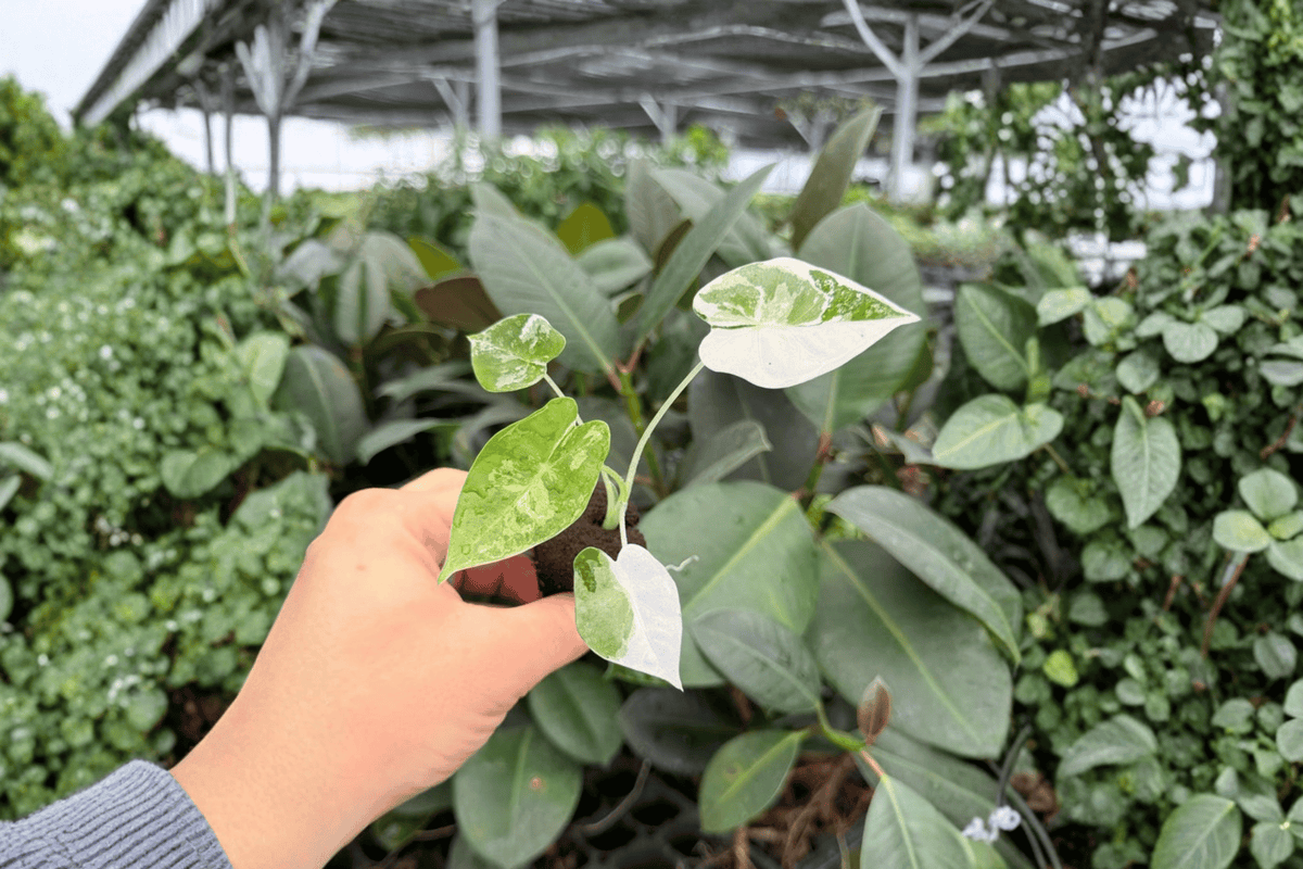 Variegated Alocasia Frydek (Alocasia micholitziana ‘Frydek’) - 2 Live Starter Plants, Plug Form