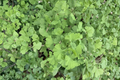 Ginkgo biloba ‘Folkert’s Select’ - 12" Grafted Upright Ornamental Tree