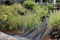 Threadleaf Arborvitae Filiformis Live Plant 1 Gallon Pot
