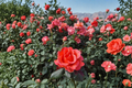 Ring of Fire Hybrid Tea Rose 1 Gal Live Plant - Red Yellow Bicolor Blooming Shrub