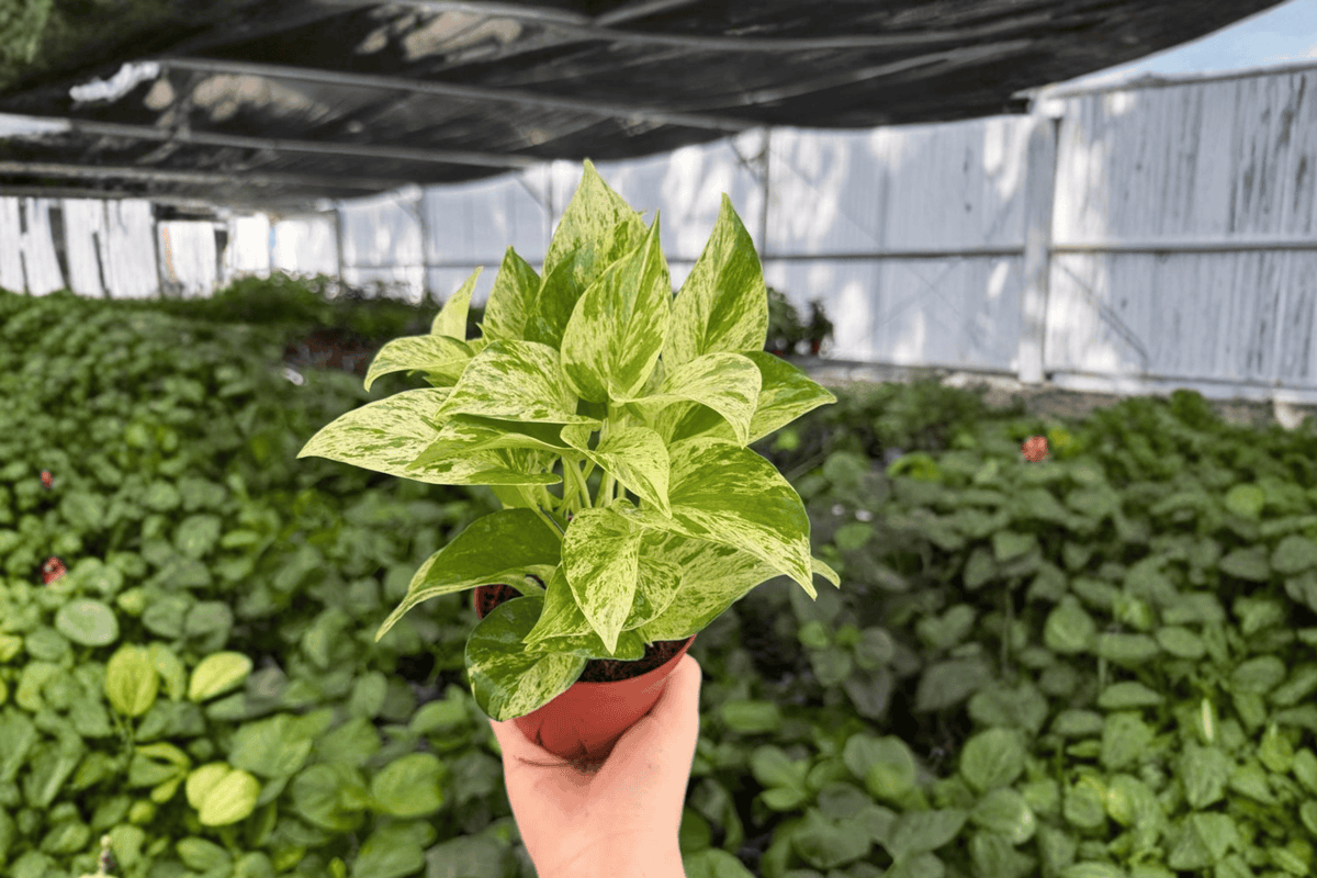 Snow Queen Pothos Epipremnum aureum ‘Snow Queen’ - 2 Live Plants in 4-Inch Pots