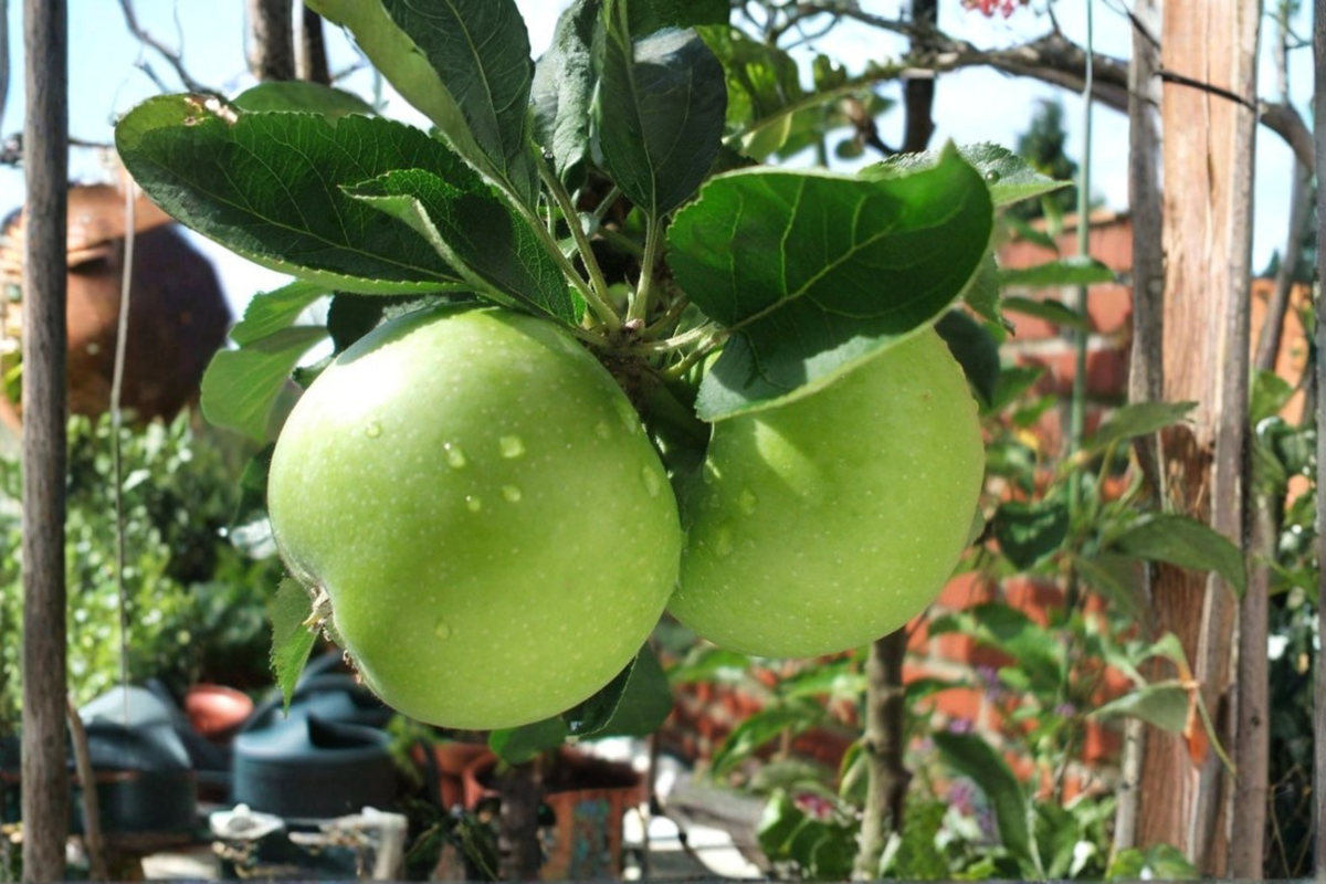 Dwarf Granny Smith Apple Tree - Grafted Live Plant, Self-Pollinating, Compact Fruit Tree for Patio