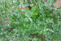 Marjoram (Origanum majorana) Live Plants - 3 Rooted Starter Plants, 2-5 Inches