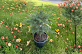 Mountain Hemlock Tsuga mertensiana Live Plant - 12" Tall, 1-Gallon Pot