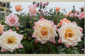 Peace Rose Yellow Blend 5 Gal Live Plant - Hybrid Tea Rose Bush