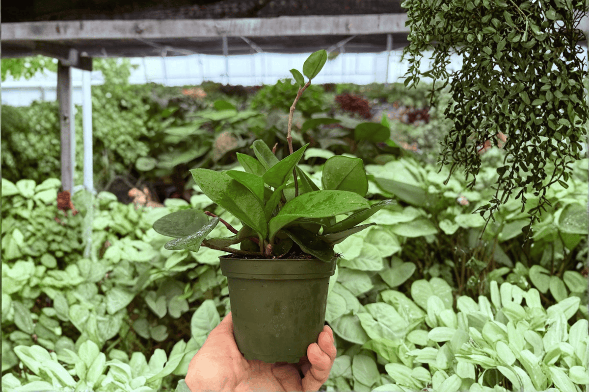 Hoya carnosa 'Chelsea' Live Plants - 4-Inch Pots (2 Exact Plants)