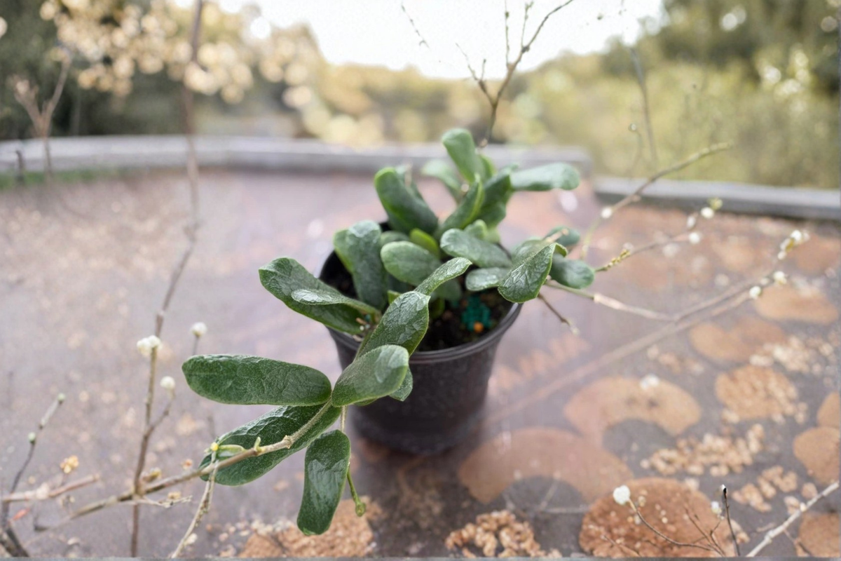 Hoya Rotundiflora Live Plant - 2-Inch Pot, Rare Trailing Hoya Starter
