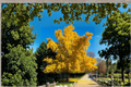 Ginkgo biloba ‘Chotek’ Live Plant – 8-Inch Grafted Compact Tree