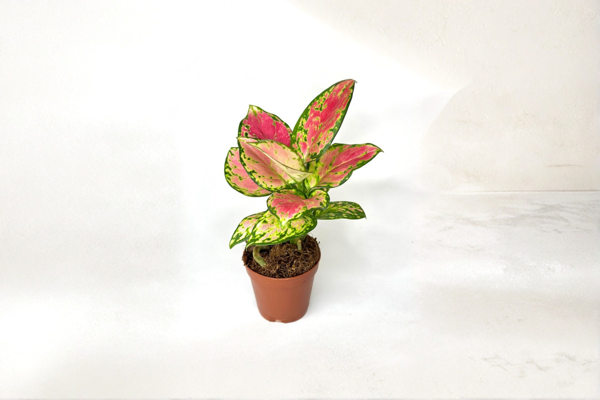 Aglaonema Pink Beauty - Rooted 2" Pink Variegated Chinese Evergreen Starter Plant