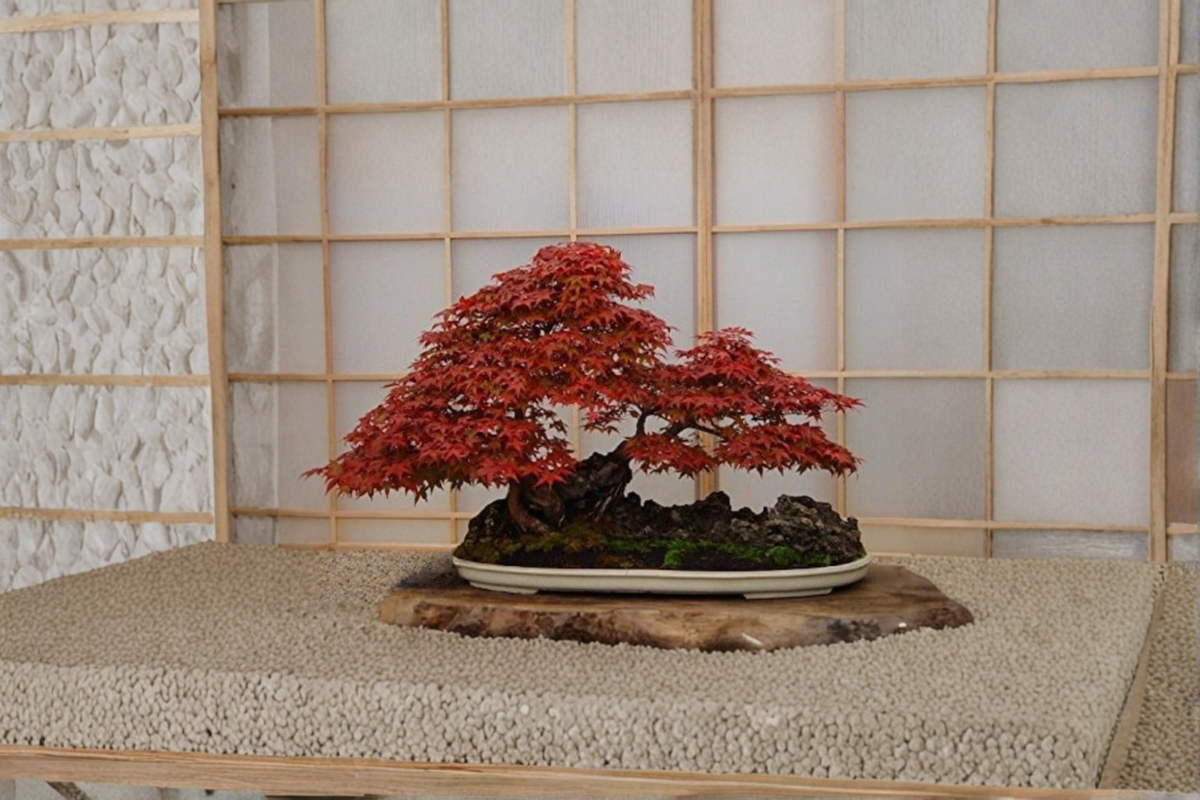 Bloodgood Japanese Maple Seeds - 5 Pack Acer palmatum Seed for Indoor/Outdoor Growing