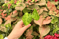 Alocasia Portora Aurea Starter Plants — 2 Live Plants in 2-Inch Pots (Not Fully Rooted)
