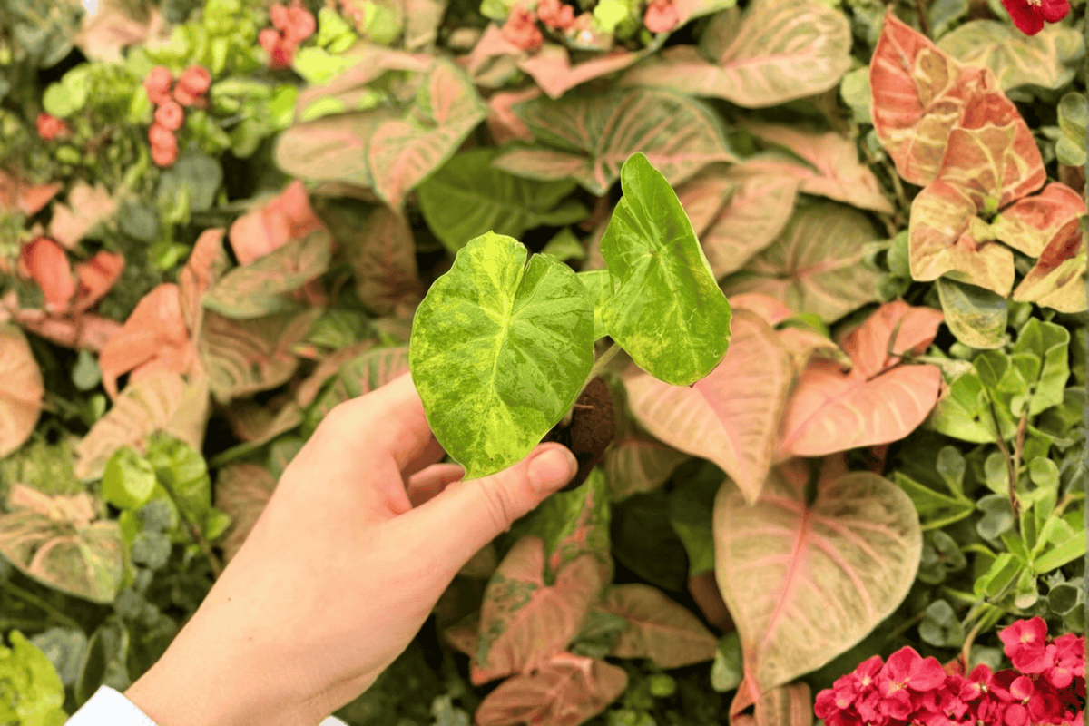 Alocasia Portora Aurea Starter Plants — 2 Live Plants in 2-Inch Pots (Not Fully Rooted)