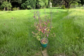 Mountain Holly (Nemopanthus mucronatus) Female Live Plant | 18" in 2 Gallon Pot