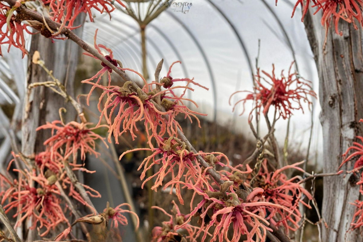 Spanish Spider Witch Hazel Bare Root - Hamamelis × Intermedia ‘Spanish Spider’ 9 Inch