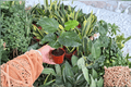 Think Pink Hibiscus - Hibiscus rosa-sinensis Starter Plant (2-Inch), Bare Root