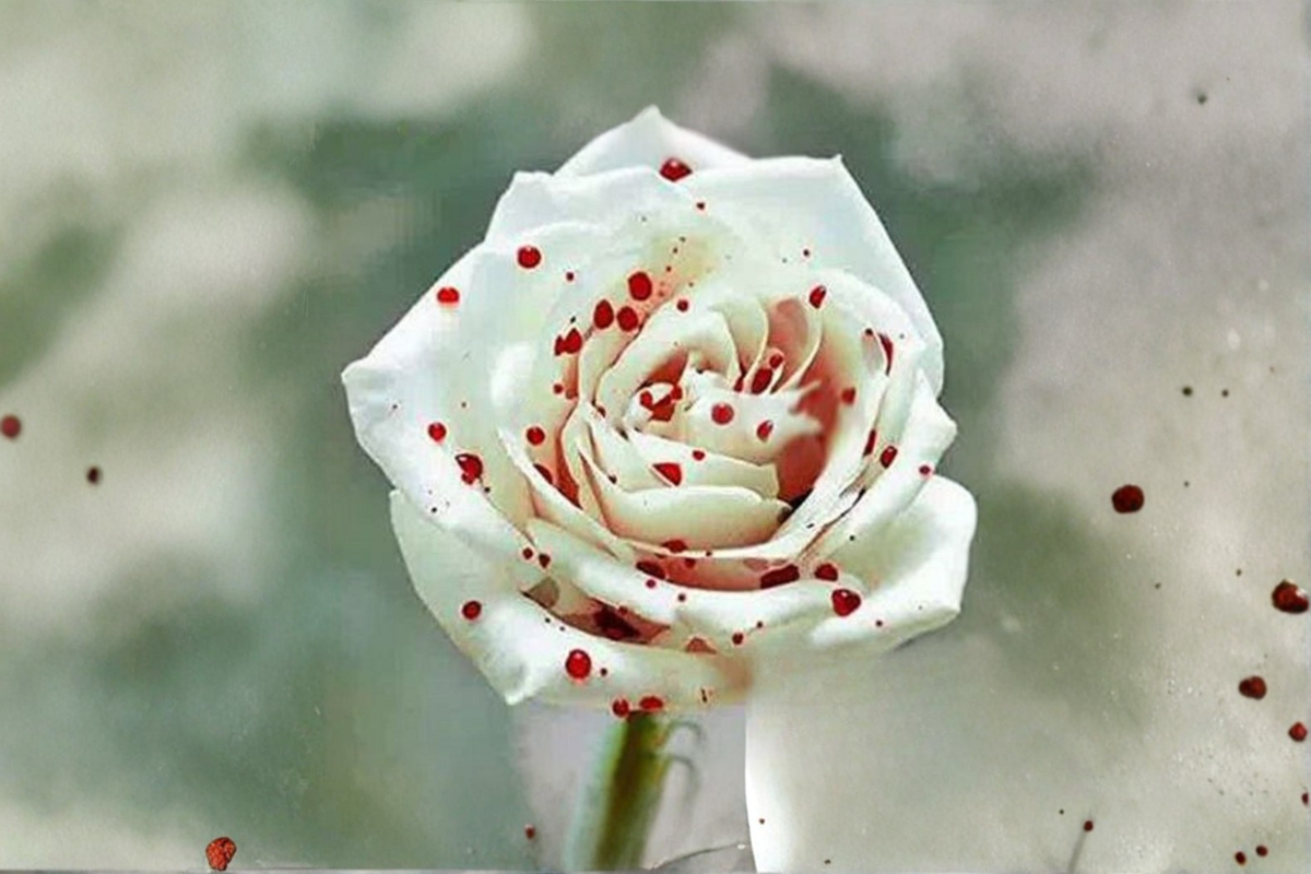 Blood Drop Rose Seeds - 30 Deep Red Flowering Rose Seeds for Ornamental Gardens