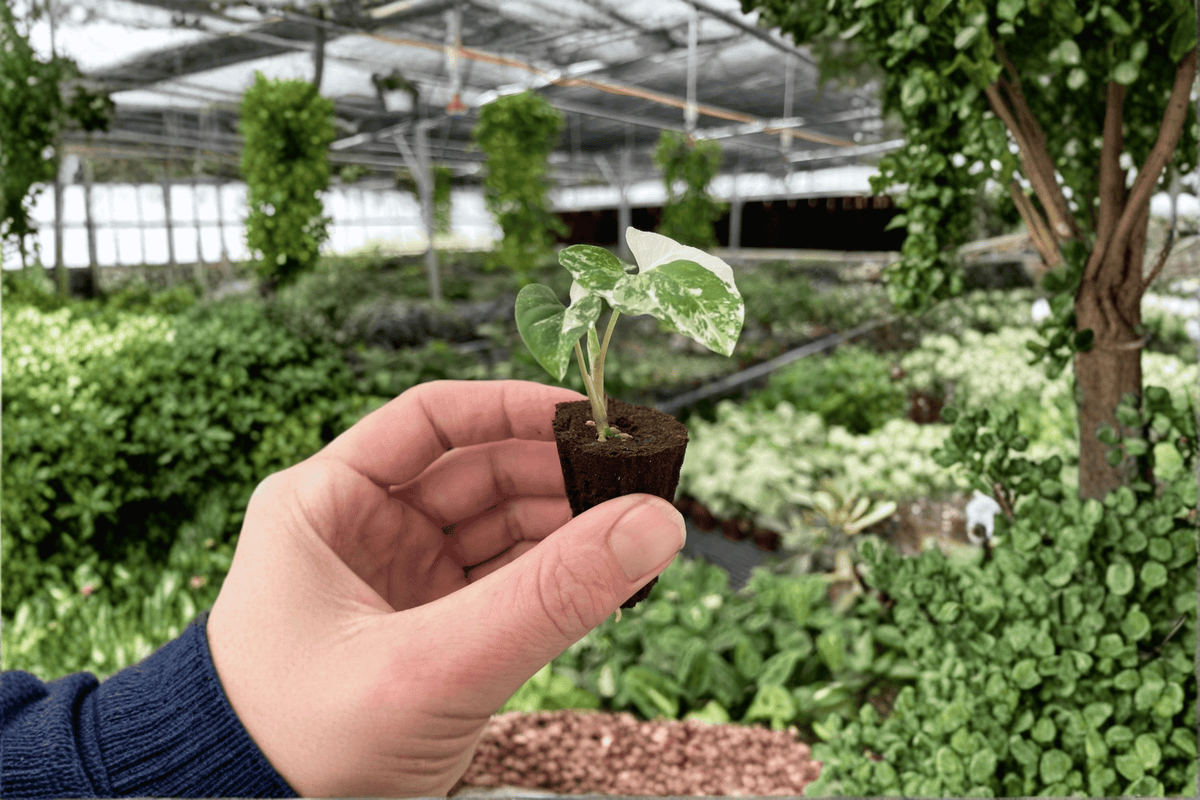 Syngonium Albo Starter Plants (2) – Variegated Arrowhead, Live Starter Plants