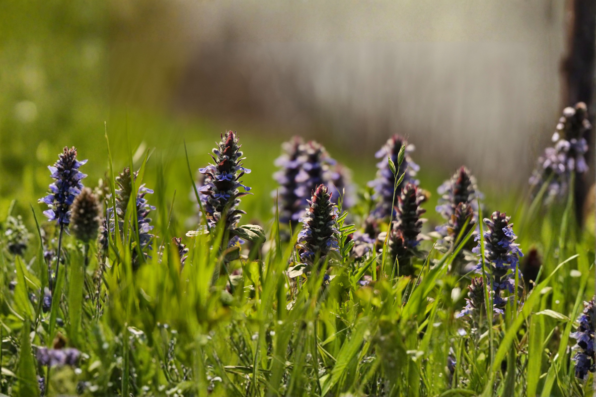 Catlin's Giant Ajuga (Ajuga reptans) Rooted Starter Plants, 3 in 1 Qt Pots