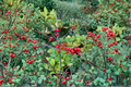 Mary Jo Winterberry Holly Live Plant (Ilex verticillata) - Quart Pot