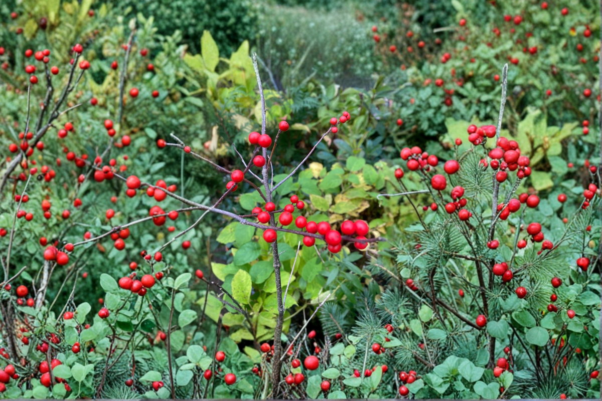 Mary Jo Winterberry Holly Live Plant (Ilex verticillata) - Quart Pot