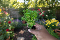 Aristotle Basil Live Plant - Organic 4-7 in Rooted Starter Herb