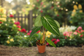 Philodendron Gloriosum Live Plant - 2 Inch Starter Pot, Velvet Leaf Aroid