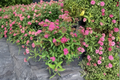 Neon Flash Spirea Live Plant – Spiraea japonica ‘Neon Flash’ 4-Inch Pot