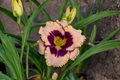 Daring Deception Daylily - 3 Bare Root Plants (Hemerocallis ‘Daring Deception’) Pink, Easy Care