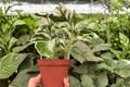 Calathea White Fusion Goeppertia lietzei 2-Plant 4-Inch Pot Live Plants