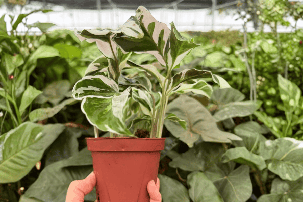 Calathea White Fusion Goeppertia lietzei 2-Plant 4-Inch Pot Live Plants