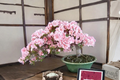 Japanese Sakura Cherry Blossom Seeds - 10 Pack Prunus serrulata for Bonsai or Outdoor Planting