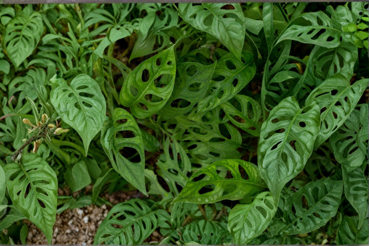 Monstera Adansonii Swiss Cheese Plant - Fully Rooted 4-Inch Pot