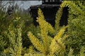Aurea Serbian Spruce (Picea omorika ‘Aurea’) 12" Live Plant in 1-Gallon Pot