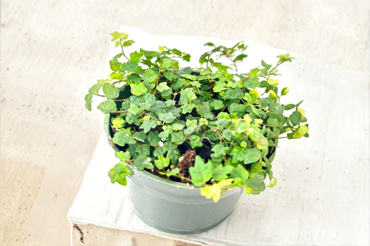 String of Frogs Ficus pumila quercifolia Starter Plant – Live Terrarium Vine