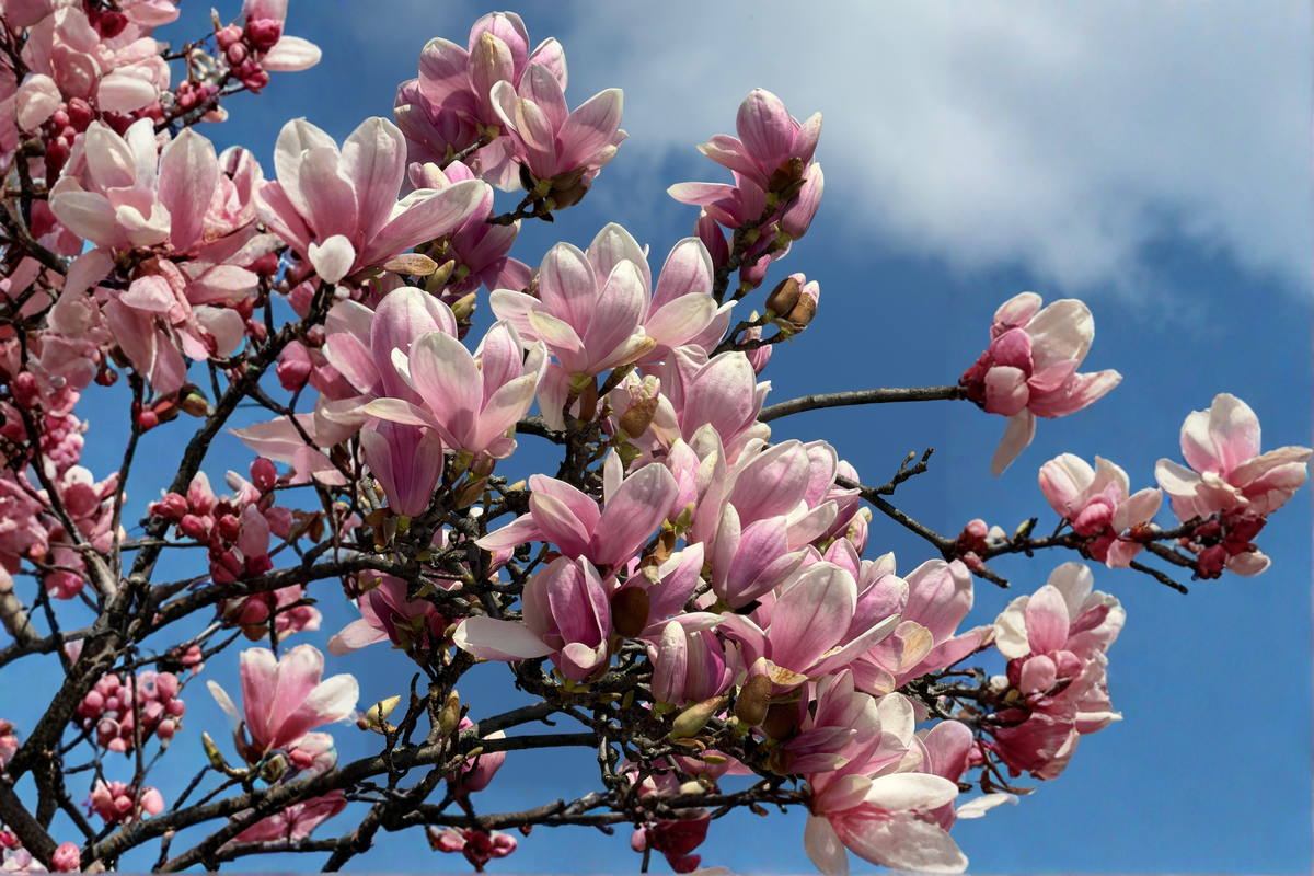 Ann Star Magnolia Live Plant – 3 Inch Pot | Magnolia 'Ann' Starter Plant