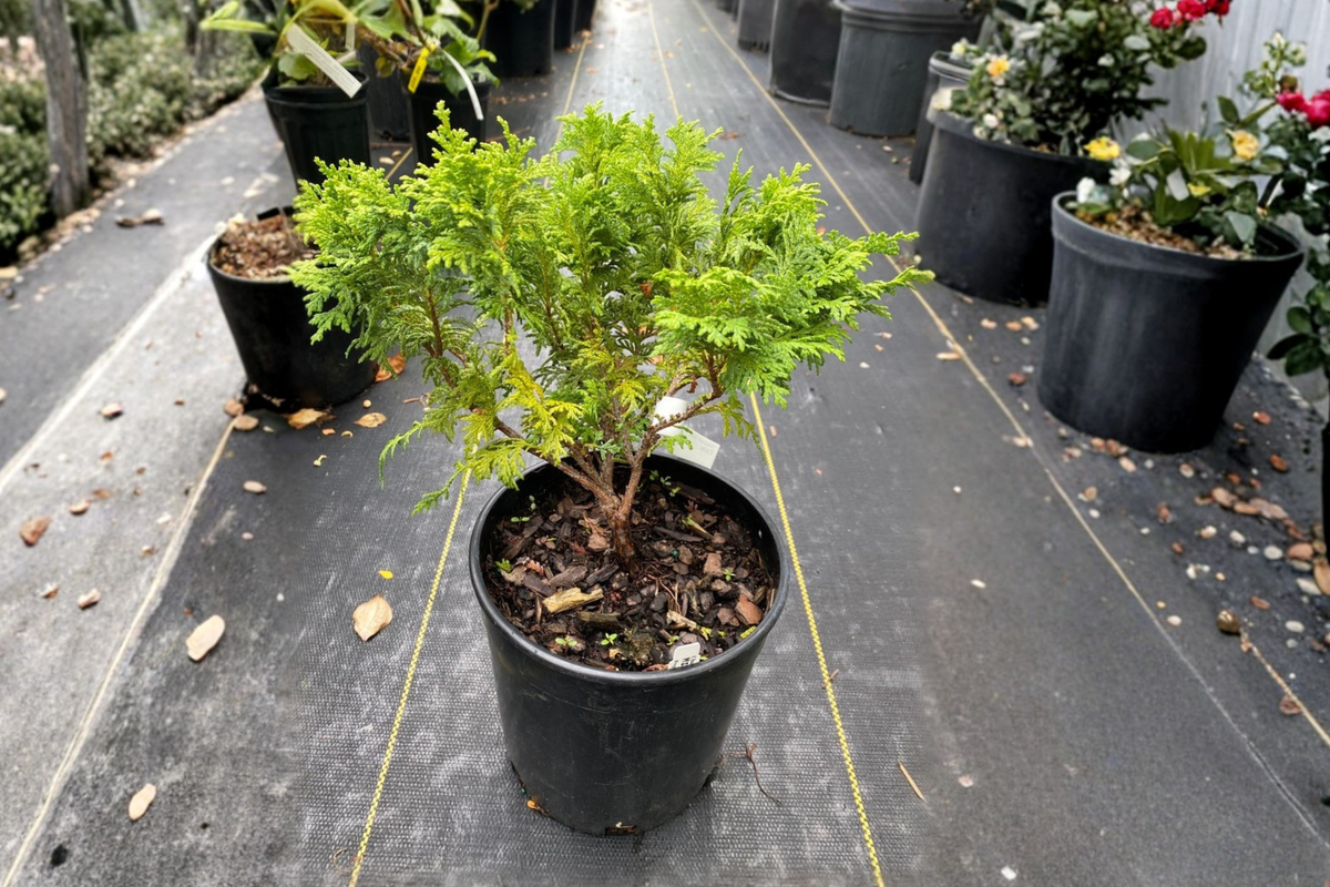 Dwarf Sawara Cypress Minima (Chamaecyparis pisifera) 1 Gallon Live Plant