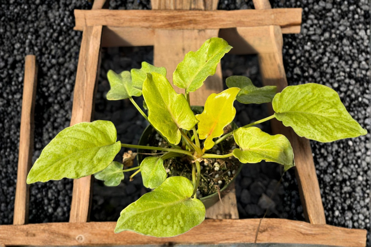 Philodendron Xanadu Golden Starter Plant - 3-4 inch Pot