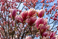 Jane Magnolia Live Plant, 1 Gallon Pot | Pink Purple Flowers, Deciduous Shrub
