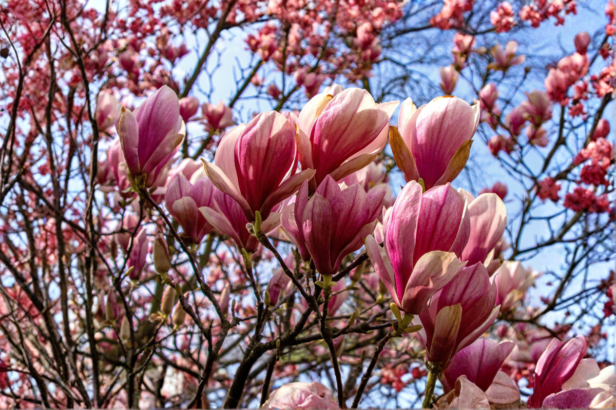 Jane Magnolia Live Plant, 1 Gallon Pot | Pink Purple Flowers, Deciduous Shrub