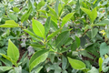 Jim Dandy Winterberry Holly - Male Ilex verticillata, 1 Gallon